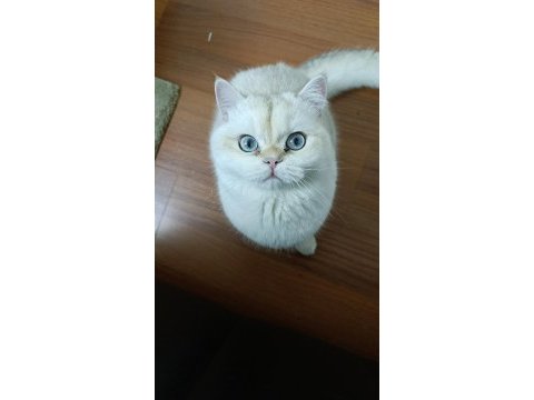 British longhair kedisi