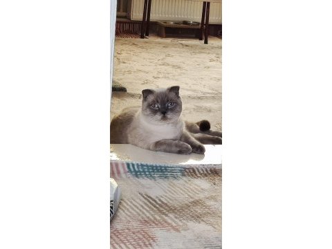 Scottish fold 2 aylık