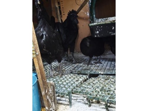 Ayam cemali