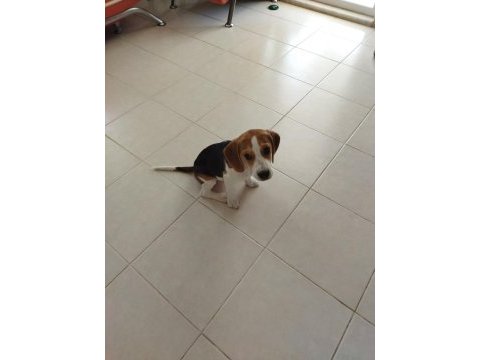 4 aylık safkan beagle