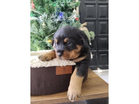 İri kafa üst kalite rottweiler yavrular