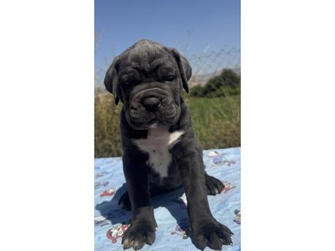 A şecereli cane corso yavrular