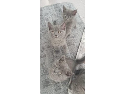 British shorthair yavrularımıza yuva arıyoruz