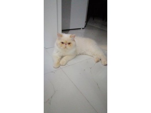 Saf kan sıfır burun persian