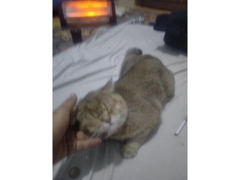 2 yaşında british longhair