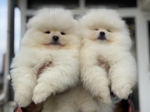 Show kalite pomeranian yavrular ziyarete açık