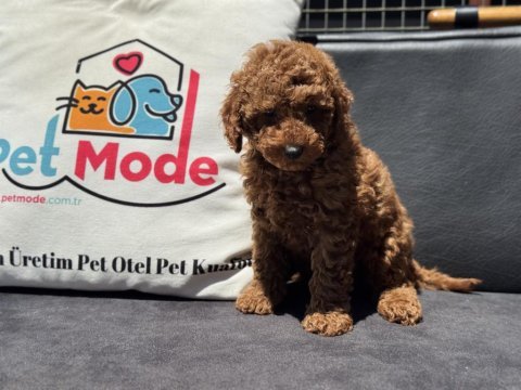 Ruhsatlı çiftlikde ziyarete açık toy poodle yavrular