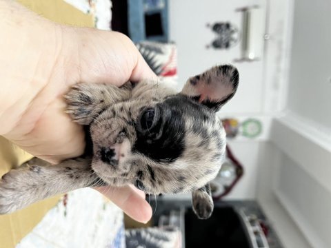 40 günlük bebek french bulldog