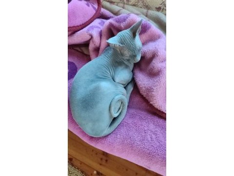 Safkan erkek sfenks kedisi