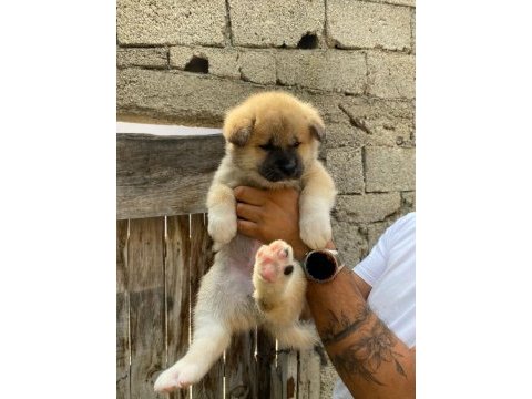 Akita bebekler
