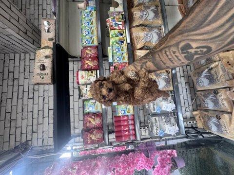 Bebek yüz orjinal ister kore ister toy poodle bebekler