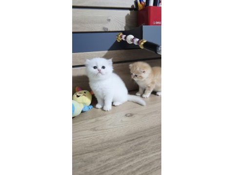 British shorthair ny1233 erkek