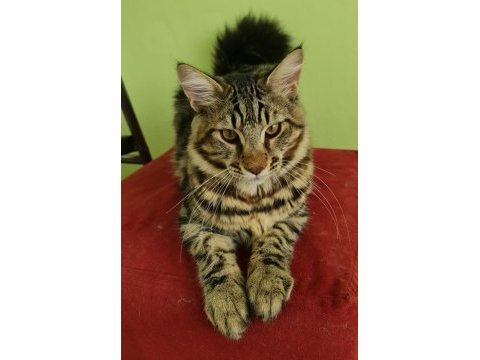 Main coon 4 aylık