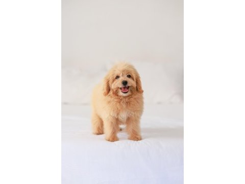 Dişi maltipoo yavrumuz yeni yuvasını arıyor