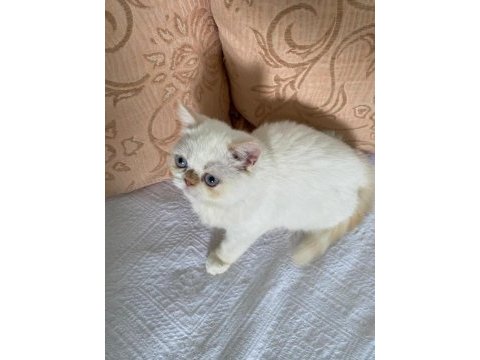 Exotic shorthair yavru