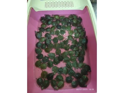 Yavru su kaplumbağası