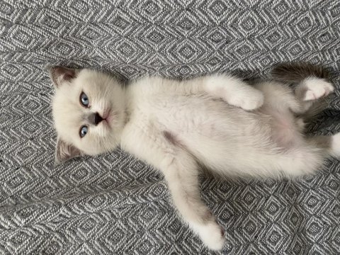 Yavru british shorthair