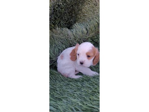 Morkie terrier yavrularımız ırk sağlık garantili