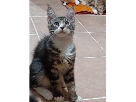 Xxl dev maine coon iri kan hattı