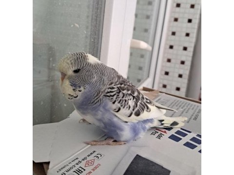 Renk güzeli parçalı bebek muhabbet kuşu