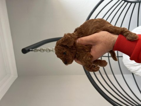 Red toy poodle