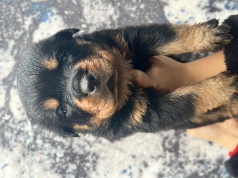 Üst kalite rottweiler yavrular