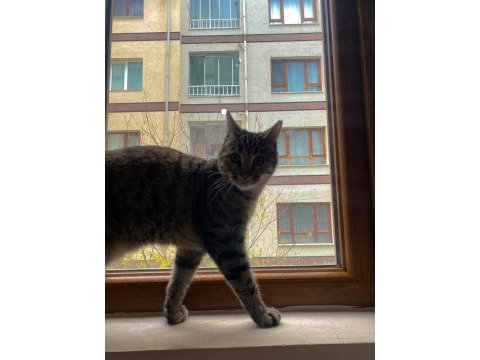 Tekir yavru kedimizi sahiplendirme