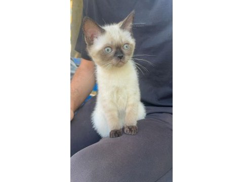 Siyam kedisi bebek