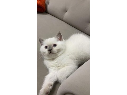 Safkan british shorthair yavrular