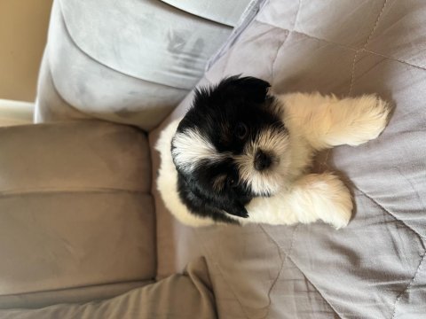 Shih tzu şitsu a kalite hızlı gönderim bursa türkiye