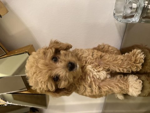 Safkan poodle yavru