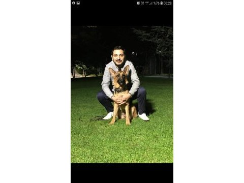 2 yaş şecereli alman çoban köpeği