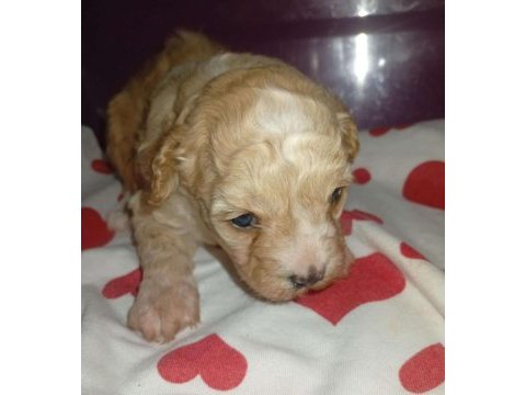 25 günlük rezerveye açık maltipoo yavrular