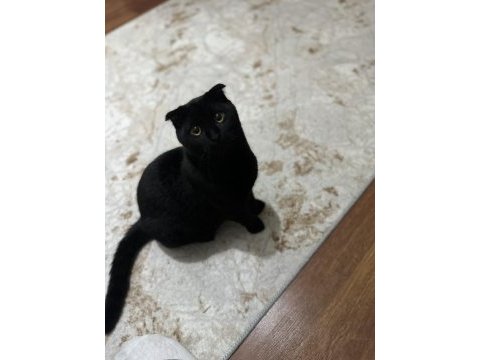 Çok akıllı temas bağımlısı scottish fold