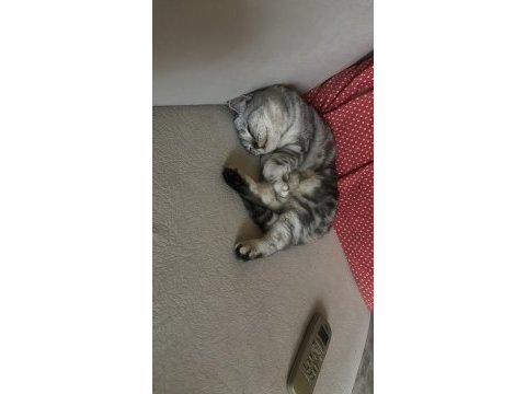 Scottish kızıma çiftleşecek damat adayı arıyorum