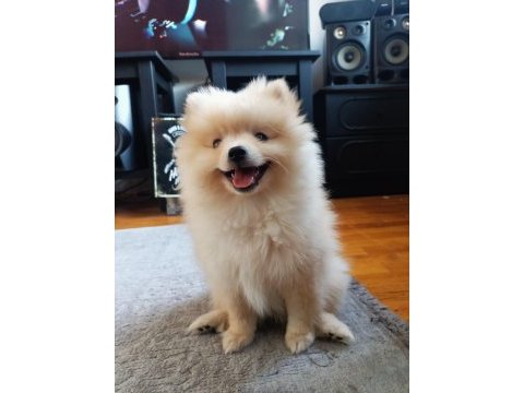 Pamuk minik pomeranian eğitimli