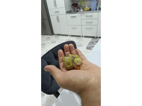 El besleme sevda papağanı bebeler