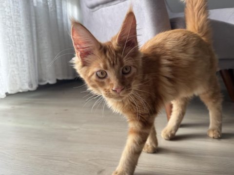 4 aylık safkan maine coon
