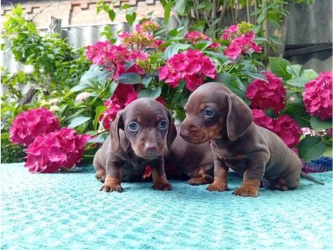 Chocolatte tan mini sosis dachshund yavrular
