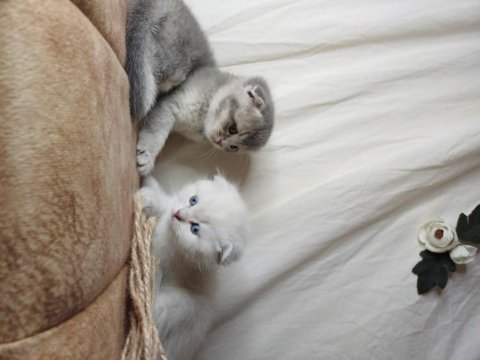 Muhteşem mavi göz ve tip scottish fold