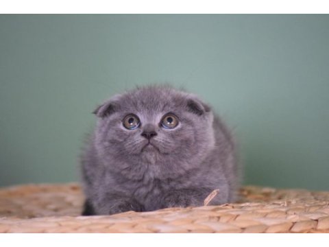 Ultra kalite uygun scottish fold yavrularımız