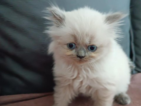 Blue point british longhair oğlumuz