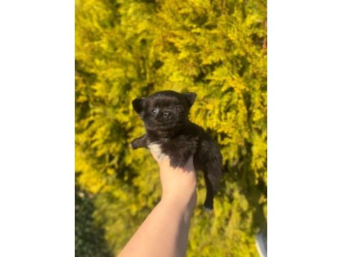 Chihuahua yavruları şehir dışına gönderim sağlanır
