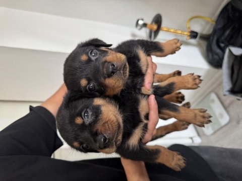 İzmir rottweiler 2 aylık köpekler