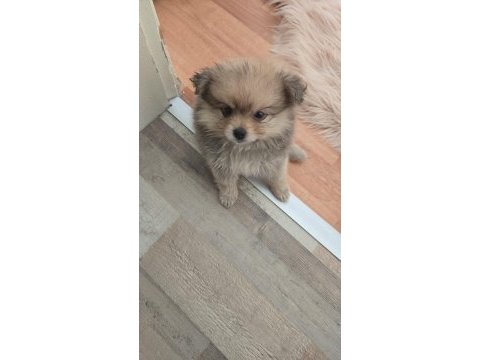 Bu kalite köpeğimizi görmeden geçme!