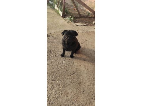 Yetişkin pug mops dişiler