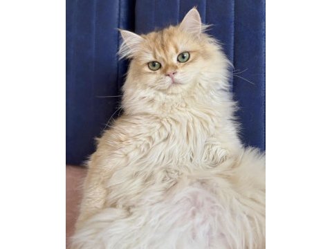 British longhair golden ny13 erkek