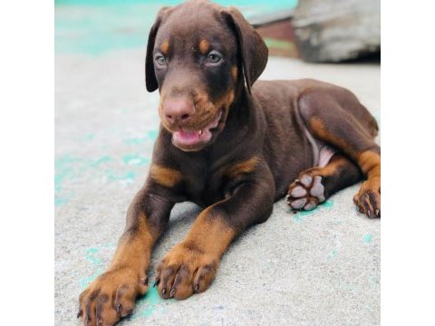 Üst kalite doberman yavruları