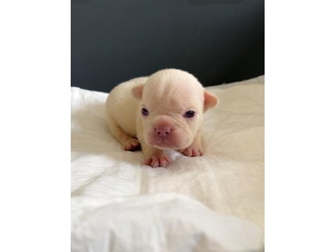 Rezervasyon hazır french bulldog yavrular