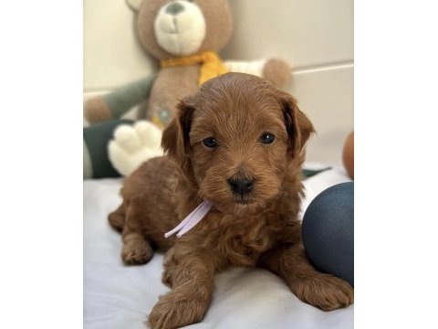 Kızıl maltipoo yavruları